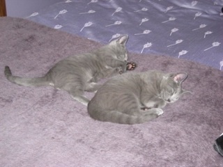 russian Blue kittens all tired out